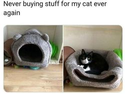 Meme Lucu Soal Kucing, Pasti Bikin Kamu Nyengir