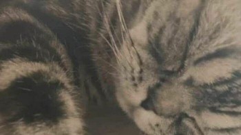 Pantas saja susah sekali menemukannya. Foto: (Bored Panda).