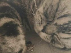 Meme Lucu Soal Kucing, Pasti Bikin Kamu Nyengir