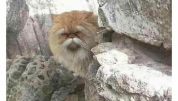 Guru besar sudah datang. Foto: (Bored Panda).