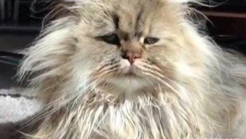 Aku ada di mana? siapa kamu? Foto: (Bored Panda).