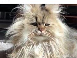 Meme Lucu Soal Kucing, Pasti Bikin Kamu Nyengir