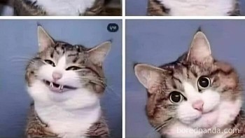 Dia malah bergaya ya. Foto: (Bored Panda).