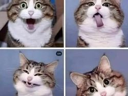 Meme Lucu Soal Kucing, Pasti Bikin Kamu Nyengir