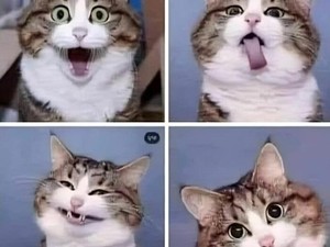 300++ Nama Kucing Lucu, Imut, dan Aesthetic Lengkap dengan Maknanya