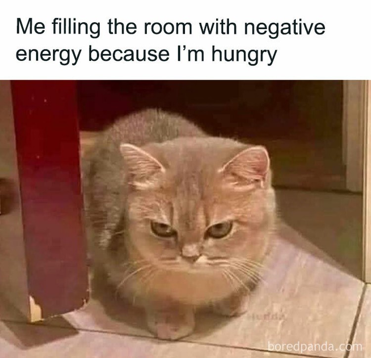 Meme Lucu Soal Kucing, Pasti Bikin Kamu Nyengir Kucing memang ada saja ya kelakukan lucunya. Nah sederet pengguna internet membagikan meme soal kucing yang bisa bikin kalian nyengir.