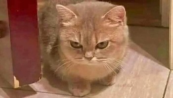 Berikan aku makanan, cepat. Foto: (Bored Panda).