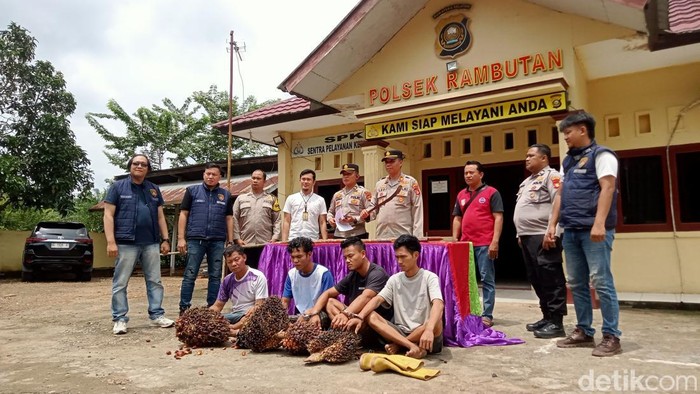Pelaku pencurian sawit milik kades di Banyuasin ditangkap.