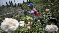 Menurut petani setempat, jelang perayaan Valentine atau Hari Kasih Sayang permintaan bunga mawar yang dijual seharga Rp 40 ribu - Rp 150 ribu per kodi tersebut meningkat 100 persen dibandingkan hari biasa yang semula 20 kodi per hari menjadi 40 kodi per hari. 