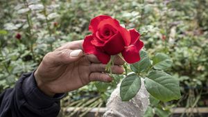 Permintaan Mawar Melesat Jelang Hari Kasih Sayang