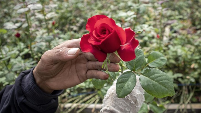 Permintaan bunga mawar meningkat jelang Hari Kasih Sayang Petani menyiram bunga mawar di kebun budi daya di Parongpong, Kabupaten Bandung Barat, Jawa Barat, Selasa (11/2/2025). Menurut petani setempat, jelang perayaan Valentine atau Hari Kasih Sayang permintaan bunga mawar yang dijual seharga Rp40 ribu-Rp150 ribu per kodi tersebut meningkat 100 persen dibandingkan hari biasa yang semula 20 kodi per hari menjadi 40 kodi per hari. ANTARA FOTO/Abdan Syakura/tom.