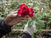 Permintaan Mawar Melesat Jelang Hari Kasih Sayang