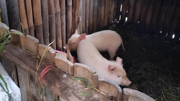 Peternakan babi di Tosari Pasuruan