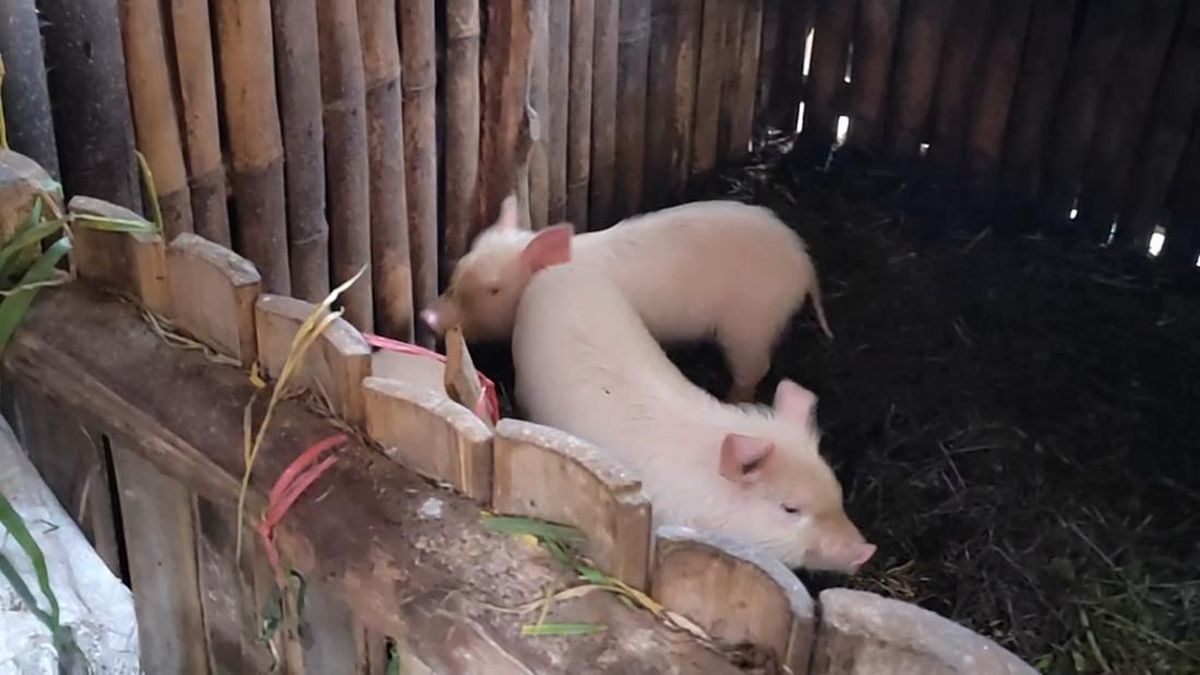 Peternak Babi Dikeroyok Warga di Bantul Tolak Mediasi, Kukuh Proses Hukum