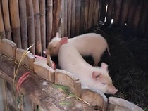 Wakil Katib Syuriah PWNU Jateng Tolak Keras Investasi Peternakan Babi di Jepara