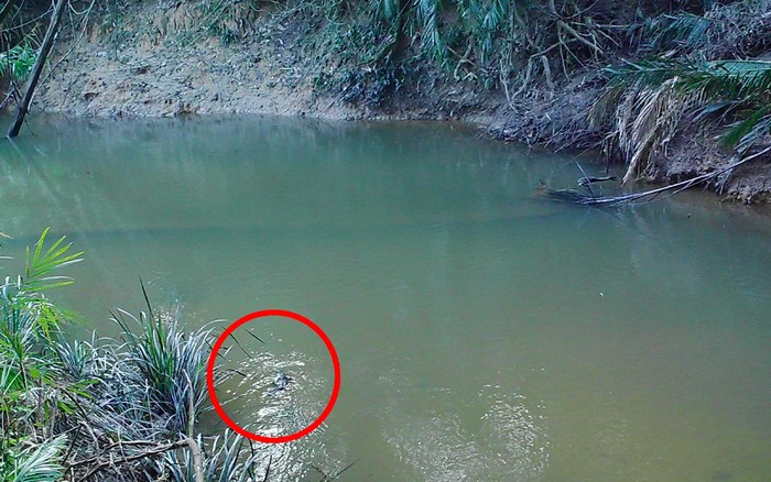 Platipus (Ornithorhynchus anatinus)