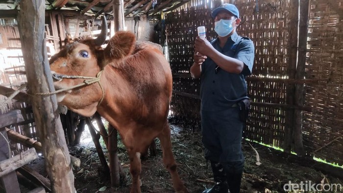Sapi disuntik vaksin PMK di Pasuruan