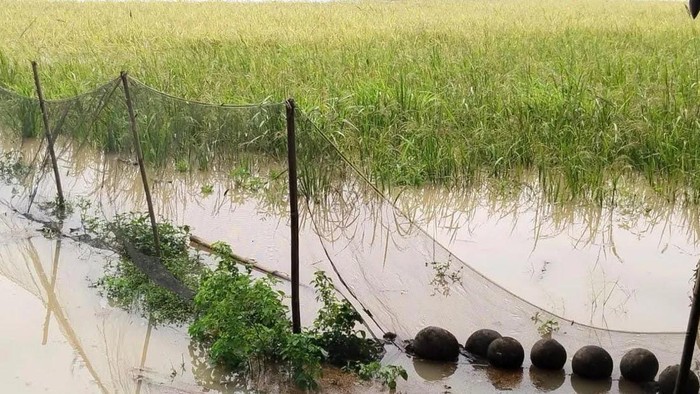 Sawah di Lebak terendam banjir (Fathul/detikcom)