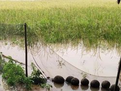 Petani di Lebak Gagal Panen Usai Sawah Terendam Banjir