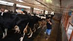 Melihat Kandang Sapi Perah Sistem Tertutup di Pasuruan