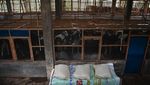 Melihat Kandang Sapi Perah Sistem Tertutup di Pasuruan