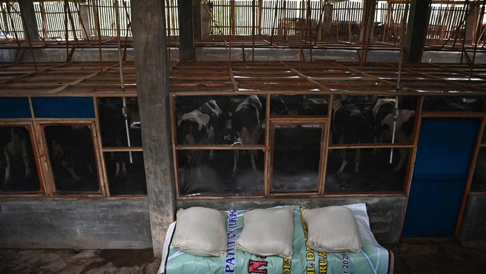 Sistem kandang tertutup untuk sapi perah Sejumlah sapi perah berada di dalam kandang dengan sistem tertutup, Kecamatan Purwodadi, Kabupaten Pasuruan, Jawa Timur, Rabu (12/2/2025). PT Nestle Indonesia sejak 2023 mulai memprakarsai pembuatan sistem kandang tertutup berpendingin udara atau