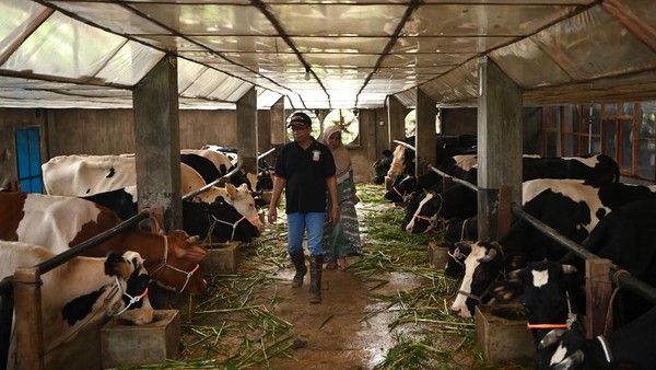 Melihat Kandang Sapi Perah Sistem Tertutup di Pasuruan
