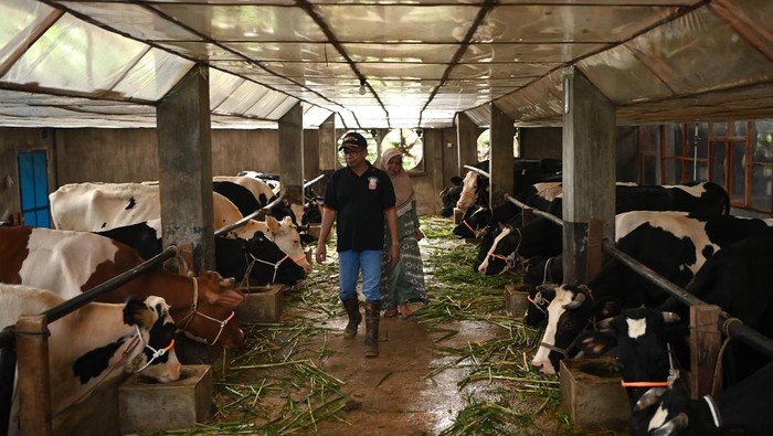 Sistem kandang tertutup untuk sapi perah Sejumlah sapi perah berada di dalam kandang dengan sistem tertutup, Kecamatan Purwodadi, Kabupaten Pasuruan, Jawa Timur, Rabu (12/2/2025). PT Nestle Indonesia sejak 2023 mulai memprakarsai pembuatan sistem kandang tertutup berpendingin udara atau