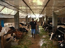 Alasan Impor Sapi Hidup Tak Lagi Dibatasi