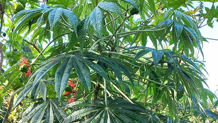 Tanaman Jatropha multifida Linn atau Jarak Gurita di Sunda.