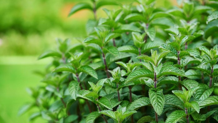 Tanaman mint