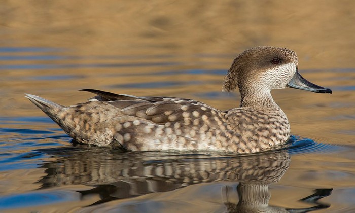 Bebek marmer (Marmaronetta angustirostris)