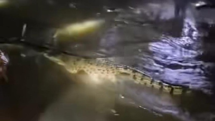 Tampak seekor buaya berenang di lorong perumahan yang terendam banjir di Makassar, Sulawesi Selatan (Sulsel).