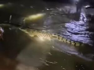 Buaya Besar Masuk Perumahan Terendam Banjir di Antang Makassar