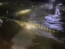 Perjuangan 2 Jam Warga Tangkap Buaya Masuk Permukiman Saat Banjir Makassar|