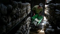 Warga setempat memanfaatkan sebagian rumahnya untuk digunakan sebagai kumbung atau tempat budidaya jamur tiram.  