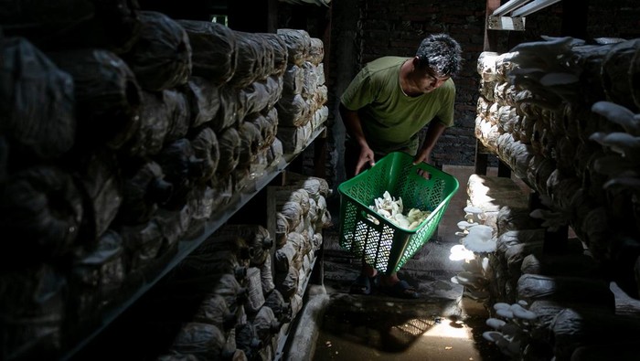 Petani memanen jamur tiram yang dibudidayakan di kumbung miliknya di Desa Karang Malang, Masaran, Sragen, Jawa Tengah, Kamis (13/2/2025). Warga setempat memanfaatkan sebagian rumahnya untuk digunakan sebagai kumbung atau tempat budidaya jamur tiram, dalam sehari warga mampu memanen rata-rata 5 kg-10 kg selanjutnya dijual dengan harga Rp13 000 per kilogram. ANTARA FOTO/Mohammad Ayudha/Spt.