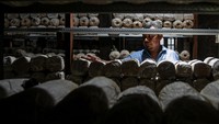 Dalam sehari warga mampu memanen rata-rata 5 kg-10 kg selanjutnya dijual dengan harga Rp 13 000 per kilogram.  