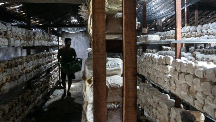 Petani memanen jamur tiram yang dibudidayakan di kumbung miliknya di Desa Karang Malang, Masaran, Sragen, Jawa Tengah, Kamis (13/2/2025). Warga setempat memanfaatkan sebagian rumahnya untuk digunakan sebagai kumbung atau tempat budidaya jamur tiram, dalam sehari warga mampu memanen rata-rata 5 kg-10 kg selanjutnya dijual dengan harga Rp13 000 per kilogram. ANTARA FOTO/Mohammad Ayudha/Spt.
