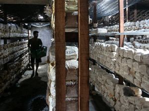 Panen Jamur Tiram di Desa Karang Malang Sragen
