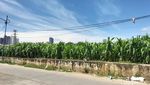 Potret Kebun Jagung di Tengah Himpitan Gedung Tanah Abang
