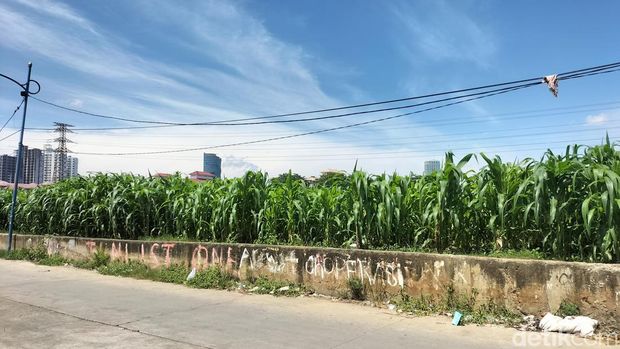 Di tengah himipitan gedung-gedung pencakar langit Jakarta, ada sebuah kebun jagung. Kebun itu berada di antara bantaran Sungai Ciliwung dan rel kereta api (KA). (Maulani Mulianingsih/detikcom)