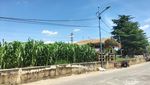 Potret Kebun Jagung di Tengah Himpitan Gedung Tanah Abang