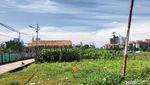 Potret Kebun Jagung di Tengah Himpitan Gedung Tanah Abang