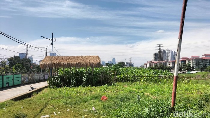 Di tengah himipitan gedung-gedung pencakar langit Jakarta, ada sebuah kebun jagung. Kebun itu berada di antara bantaran Sungai Ciliwung dan rel kereta api (KA). (Maulani Mulianingsih/detikcom) Di tengah himipitan gedung-gedung pencakar langit Jakarta, ada sebuah kebun jagung. Kebun itu berada di antara bantaran Sungai Ciliwung dan rel kereta api (KA). (Maulani Mulianingsih/detikcom)