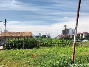 Wow! Ada Kebun Jagung di Tengah Impitan Gedung Tinggi Jakarta