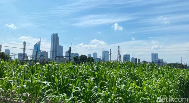 Pemandangan Tak Biasa: Kebun Jagung di Tengah Jakarta