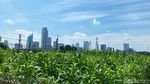 Potret Kebun Jagung di Tengah Himpitan Gedung Tanah Abang