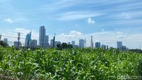 Di sekitar kebun jagung itu juga terlihat bersih, tidak ada tumpukan sampah meski lokasinya berada di bantaran kali. (Maulani Mulianingsih/detikcom)