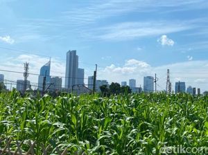 Pemandangan Tak Biasa: Kebun Jagung di Tengah Jakarta